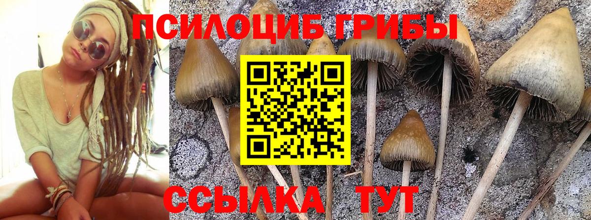 Жигулёвск  Галлюциногенные грибы прущие грибы  Вход с VPN 